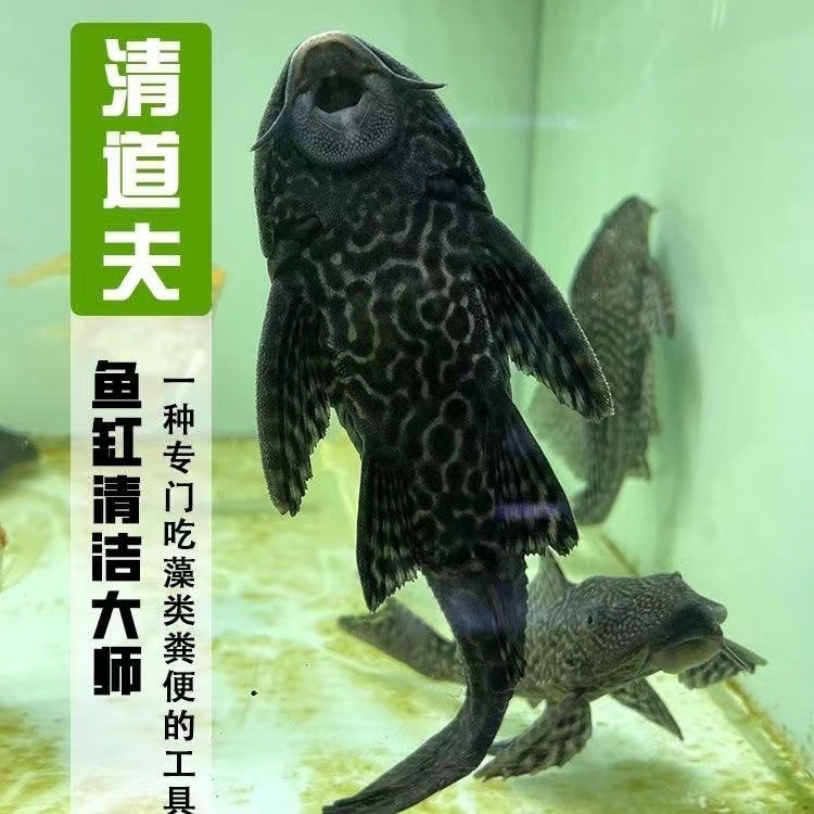 除藻活体清道夫淡水鱼缸清理垃圾
