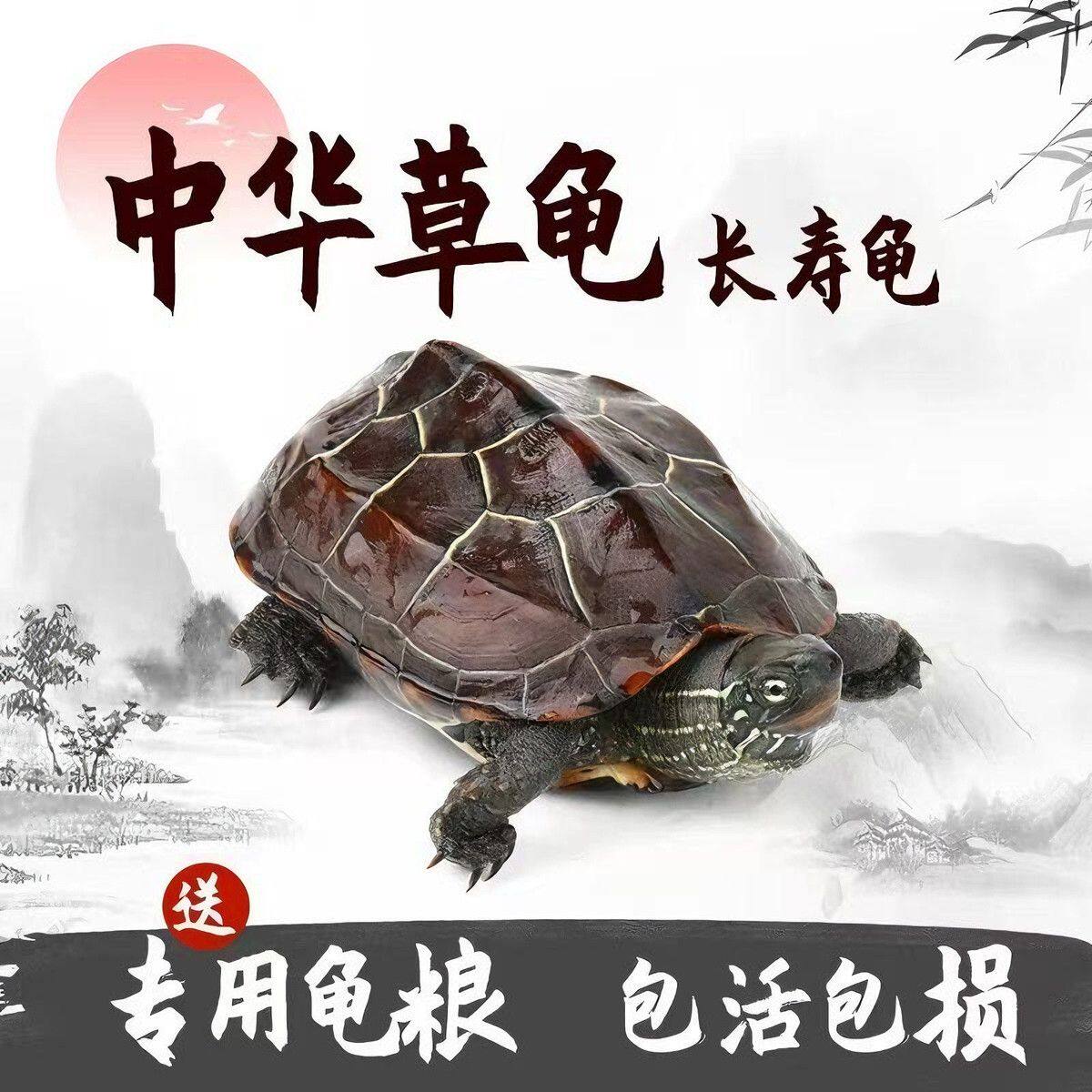 一公一母中华草龟小乌龟适合家养宠物陆地外塘草龟苗金线养殖场