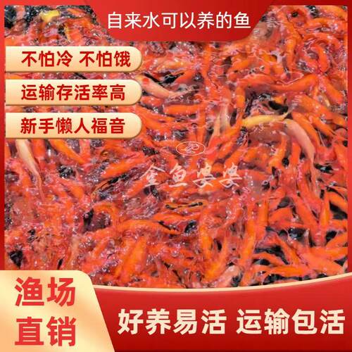 小金鱼小型淡水草金鱼锦鲤活鱼