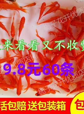 草金鱼苗锦鲤小型鱼活观赏鱼耐活的淡水饲料鱼活物好养家养易活