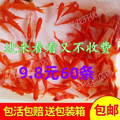 观赏鱼耐活草金鱼苗淡水锦鲤小型