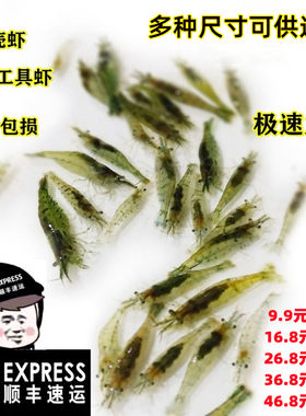 黑壳虾观赏虾活体除藻虾淡水鱼缸