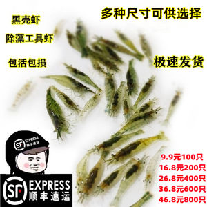 黑壳虾观赏虾活体除藻虾淡水鱼缸