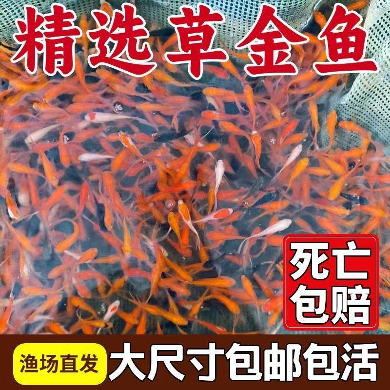 观赏鱼草金鱼活体淡水好养