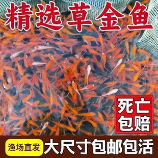 观赏鱼草金鱼草花鲫鱼活体鱼冷水练手龙鱼饲料鱼活体淡水冷水好养