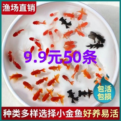金鱼观赏鱼冷水鱼淡水好养耐活