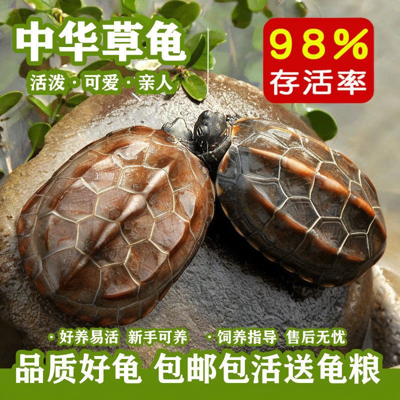 一公一母中华草龟小乌龟适合家养宠物陆地外塘草龟苗养殖场金线