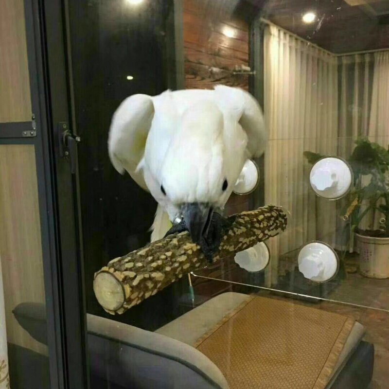 鹦鹉花椒木吸盘站架子站杠站棍磨爪玄凤虎皮专用鸟用墙面玻璃站台