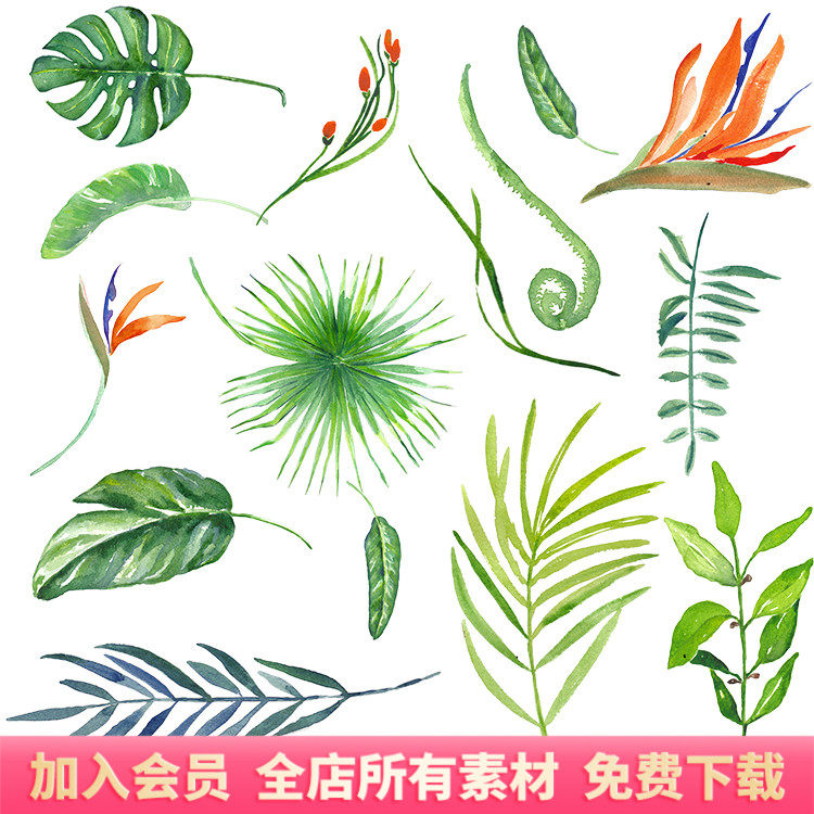 水彩手绘热带雨林植物绿叶树叶棕榈叶龟背竹叶png设计元素素材