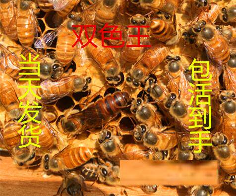 Aba queen bee high quality queen bee High yield honeybee queen bee Aba Double color queen bee Hybridization New living thingin the Pet/Pet food and supplies , Other pets , Other pets  category - from Buy2taobao.com to provide professional Taobao agent buy service