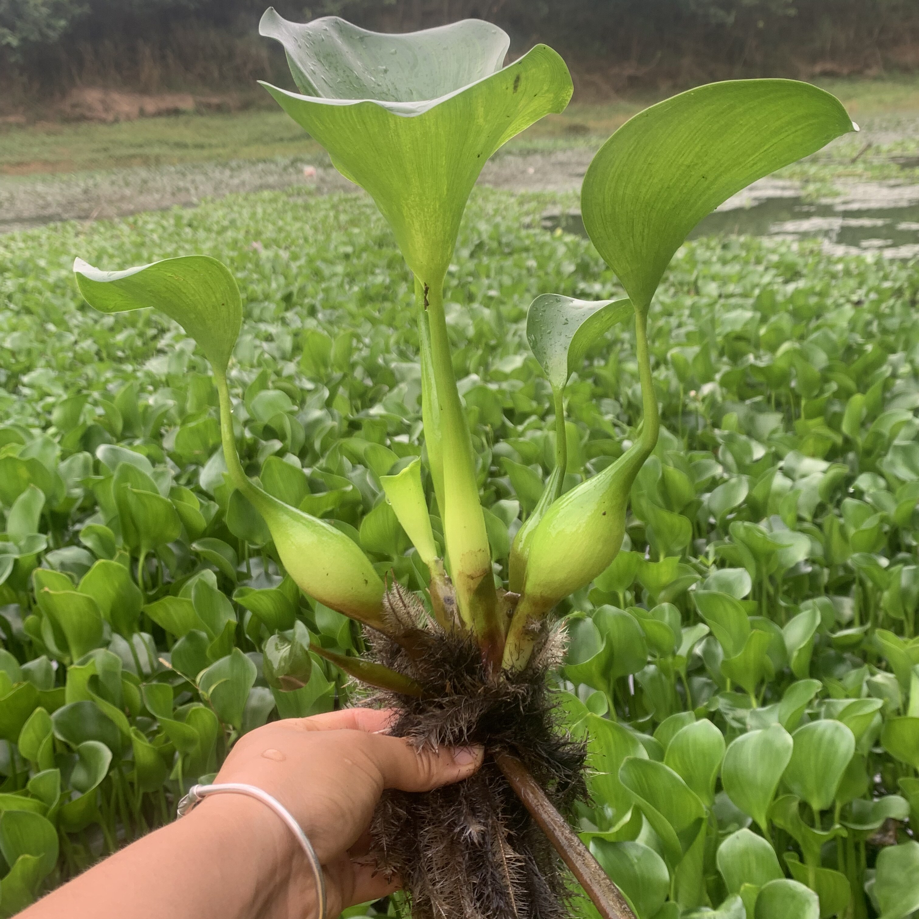 四川水葫芦水草浮萍鱼缸乌龟虾花卉鱼池塘净化水生植物莲花水芙蓉