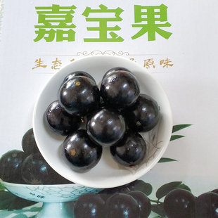 沙巴嘉宝果新鲜现摘珍宝果台湾引进当季水果稀奇珍稀罕见水果礼盒