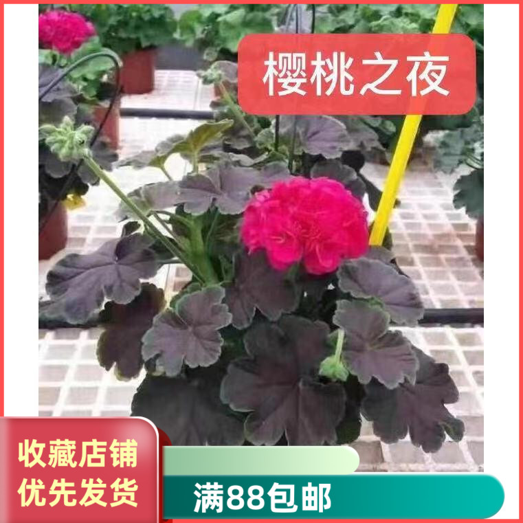 拉风的天竺葵 直立彩叶花苗 樱桃之夜 阳台庭院盆栽花卉四季开花