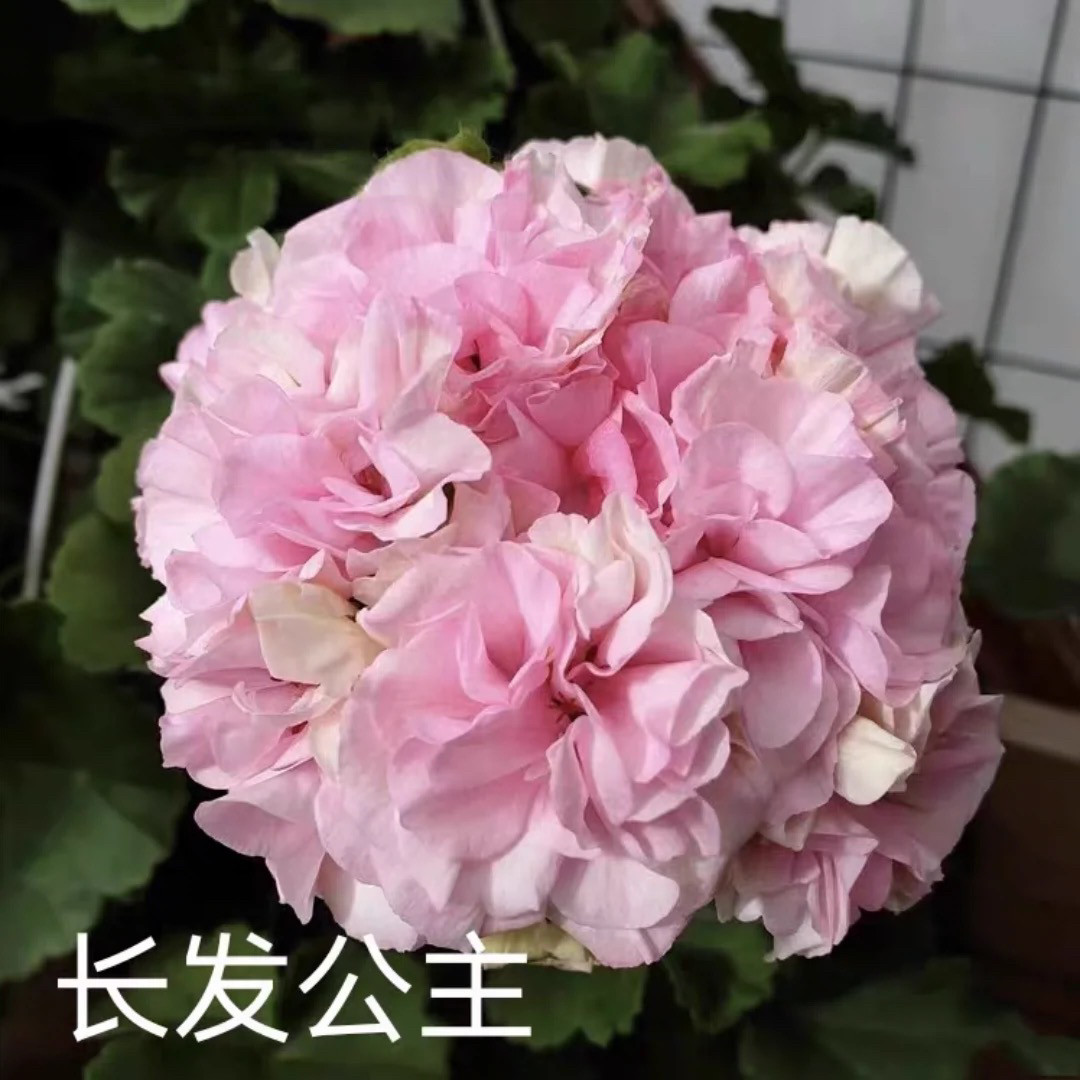 天竺葵 直立花苗 长发公主 粉色大花球 阳台盆栽花卉四季开花