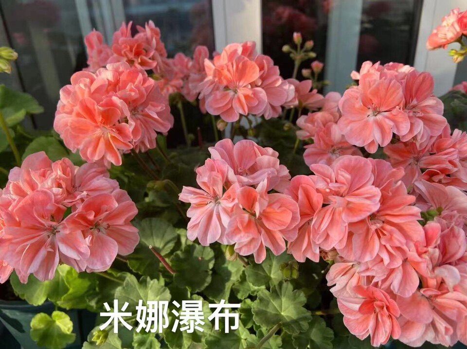 天竺葵 直立花苗 米娜瀑布 阳台庭院盆栽花卉 四季开花易爆盆