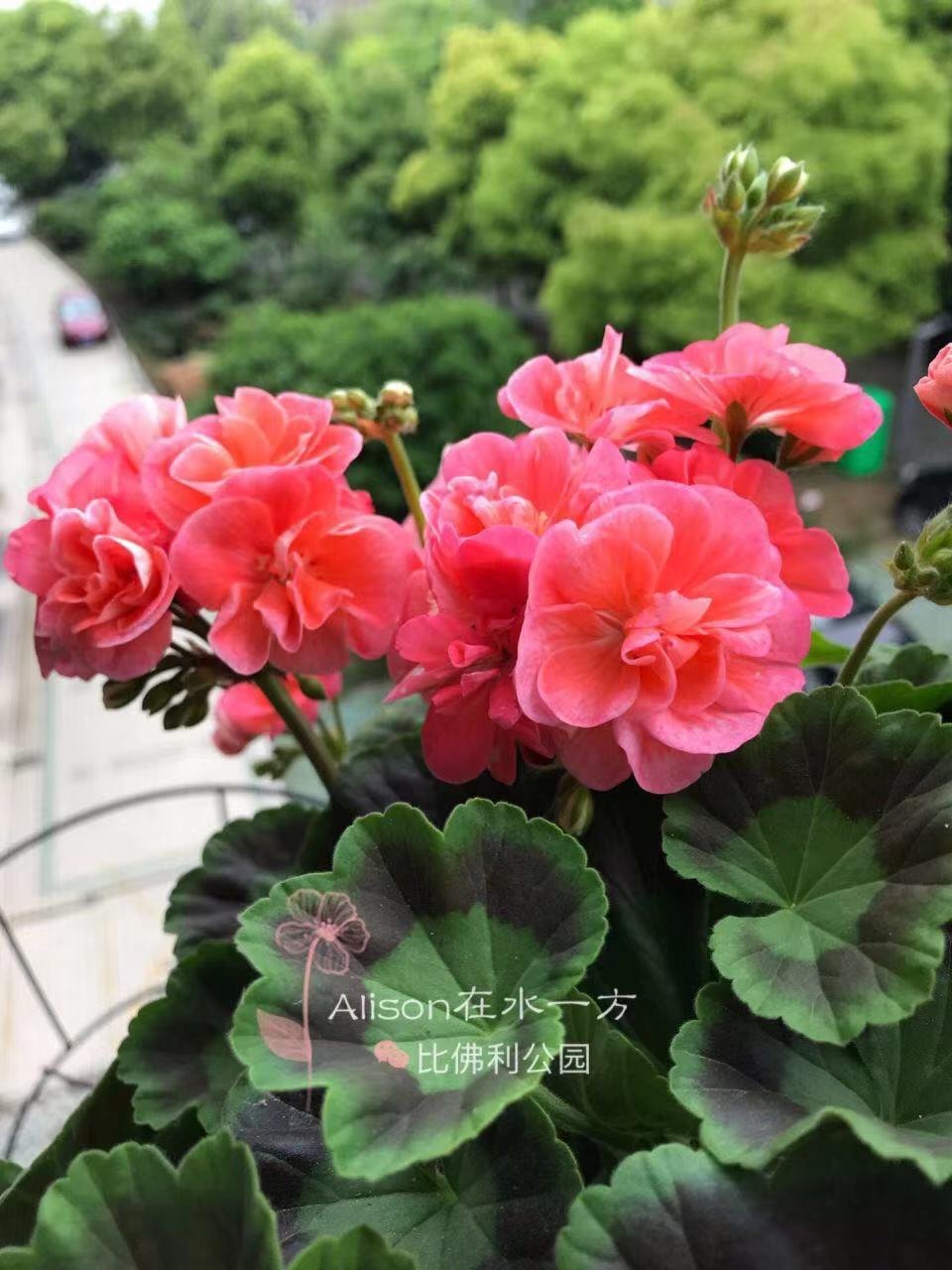 天竺葵 直立花苗 比佛利公园 阳台庭院盆栽花卉 四季开花