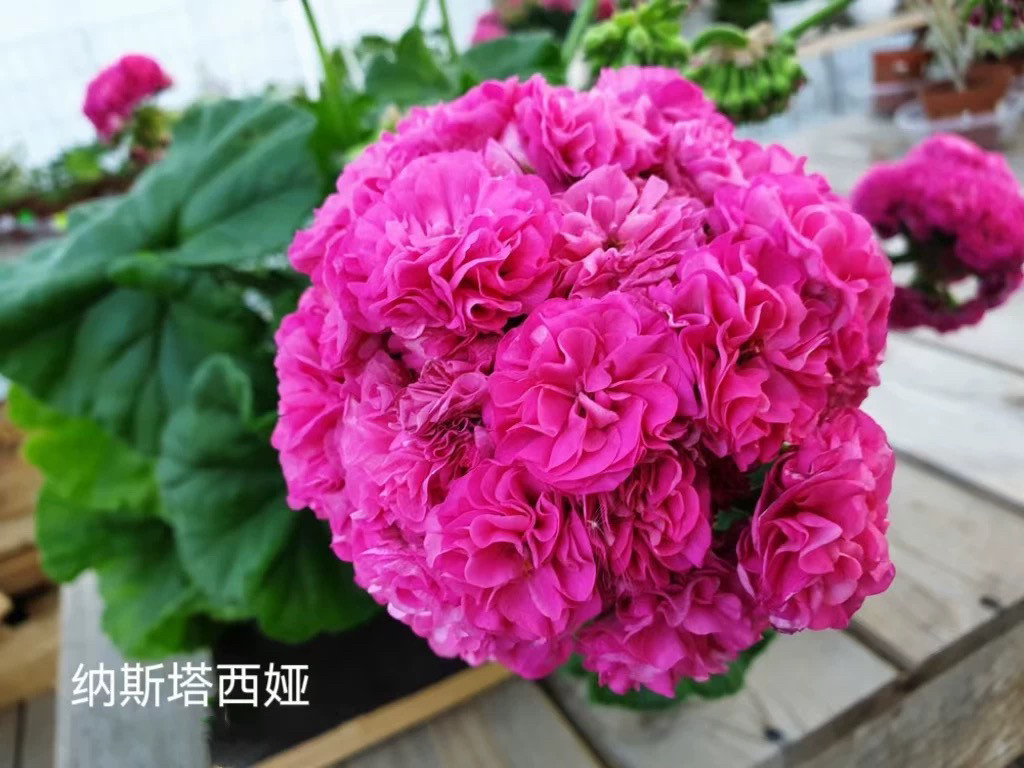 天竺葵 直立花苗 娜娜 纳斯塔西亚菲利波芙娜 盆栽花卉 四季开花