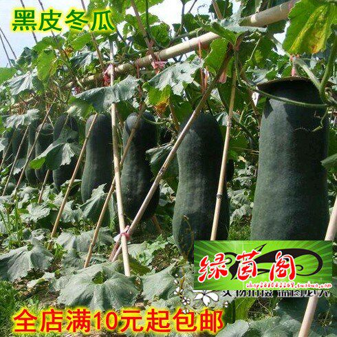 广东黑皮冬瓜种籽黑亮大冬瓜孑菜籽种大全四季都可栽培蔬菜种子