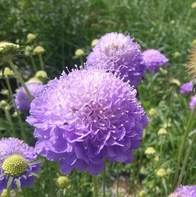 夏天种花卉室内夏播花草紫盆花种子夏季种花卉种籽盆栽四季易种孑