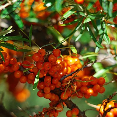 秋红沙棘树种孑大果沙棘种子大果深春四季容易种南方北方种植种籽