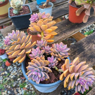 淡雪紫雾多肉植物幽灵公主大型盆栽阳台庭院花卉绿植好养云南直发