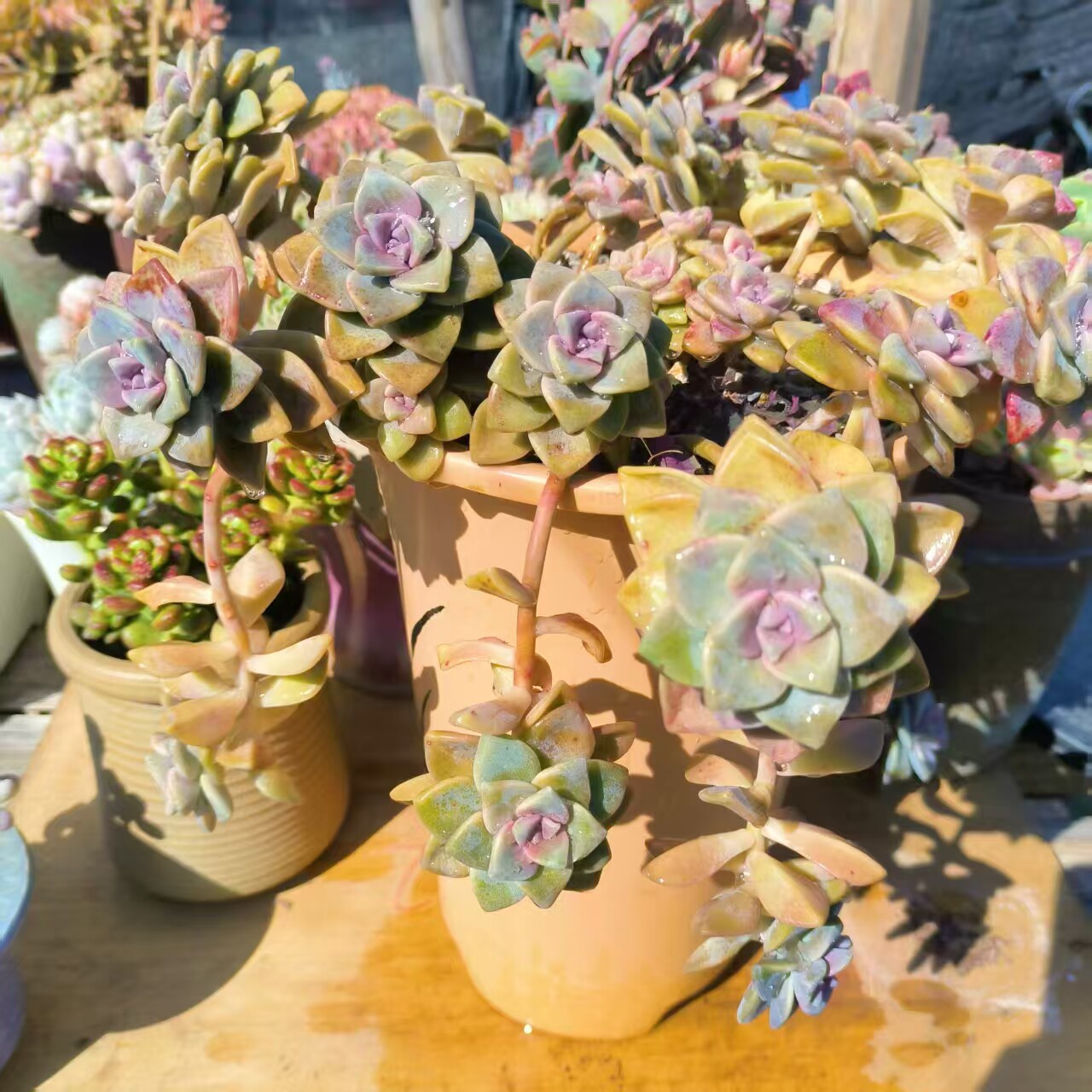 美人杏多肉植物美杏锦群生整装阳台庭院花卉绿植盆栽好养云南直发