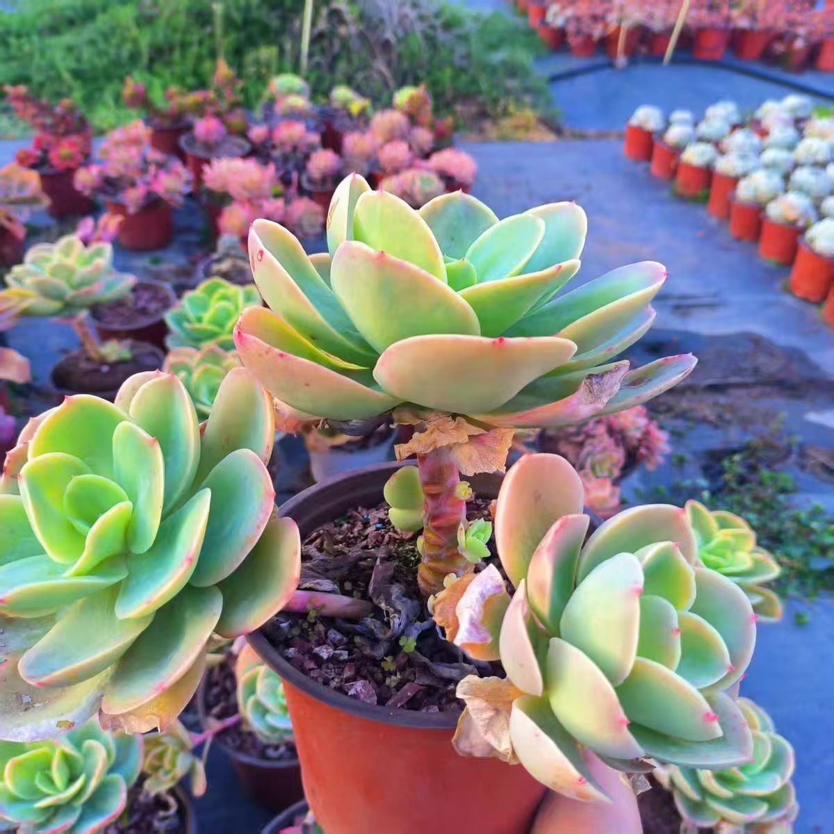 云南基地露养骑兵碧桃大颗多肉植物老桩庭院室内外盆栽花卉绿植