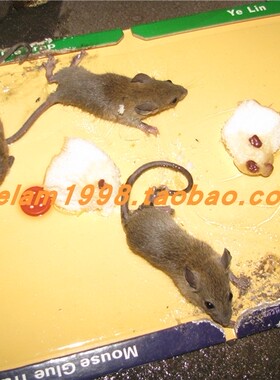 椰林粘鼠板老鼠贴超厚 超大老鼠胶粘板灭鼠器捕夹笼驱鼠12张