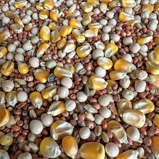 有玉米鸽子粮赛飞营养饲料鸟食信鸽观赏鸽肉鸽子粮食包邮