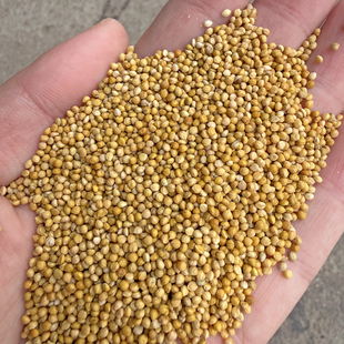 新黄谷子带壳小米虎皮牡丹玄凤中小型鹦鹉文鸟鸟粮鸟食鸟饲料50斤