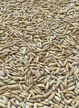 新货 农家自种稻谷水稻谷子稻子喂鸟鸡鸭鸽子鹅吃带壳稻谷5斤包邮