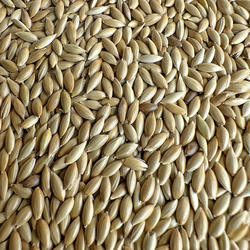 进口加纳利子 鹦鹉鸟食 油尖粟 白尖粟 草庐籽鸟粮 鸽粮