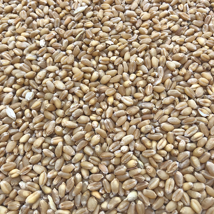 小麦鸽饲料优质小麦信鸽