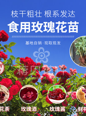 云南玫瑰花苗可食用玫瑰苗墨红滇红大马士革金边盆栽庭院栽种