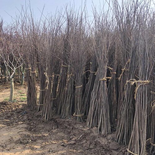 紫薇编织苗紫薇树苗紫薇花苗紫薇小苗红火箭百日红花瓶编织苗绿化