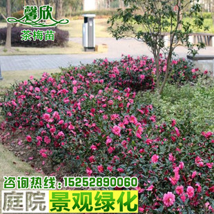 茶梅苗绿篱色块园林庭院别墅绿化苗木四季常青开花植物地栽山茶苗