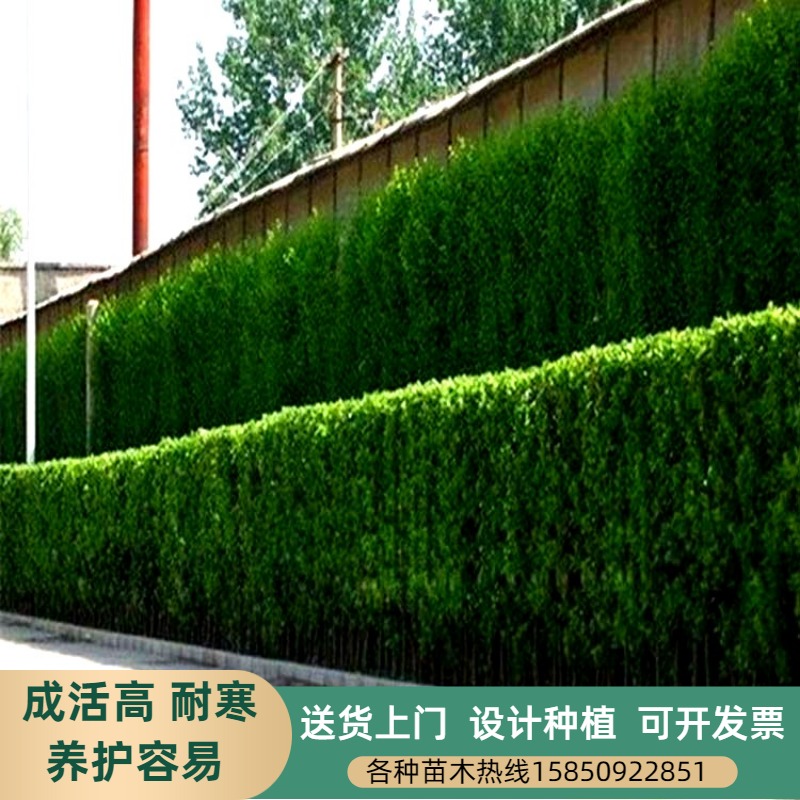 围栏篱笆树苗北海道黄杨大叶冬青庭院花园围墙四季长青树绿篱植物
