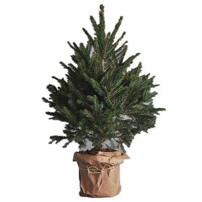 热卖真正的松树圣诞树 云杉 挪威云杉圣诞树真树盆栽花卉