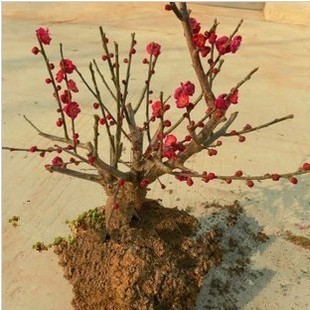 带花苞红梅盆景树桩梅花桩原生乌梅朱砂梅绿梅腊梅重瓣耐寒梅花苗