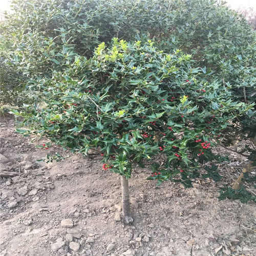无刺枸骨球 无刺构骨苗球 有刺枸骨无刺构骨苗球枸骨苗球庭院盆栽