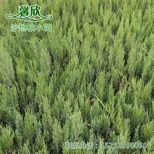 沙地柏灌木工程苗 砂地柏 叉子圆柏 新疆圆柏 基地直销扦插小苗