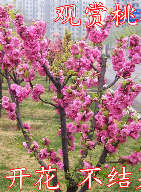 紫叶碧桃种子 千叶桃花 观赏桃花 庭院绿化盆栽嫁接红叶碧桃树苗