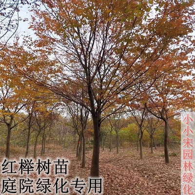 包邮正宗红榉树小叶红榉树苗庭院绿化大叶血榉树大苗风景树鸡血榉