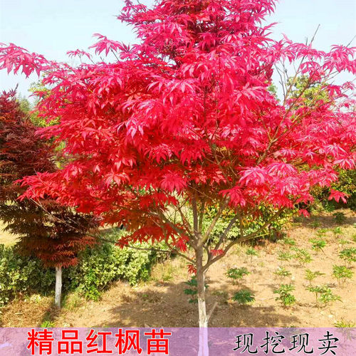 红枫树苗红舞姬红枫苗嫁接美国日本红枫四季红庭院盆栽地栽绿化苗