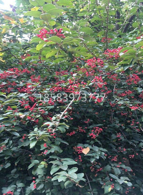 火棘小苗 火棘苗庭院花卉围墙篱笆绿化树苗 带刺植物火棘球火棘果
