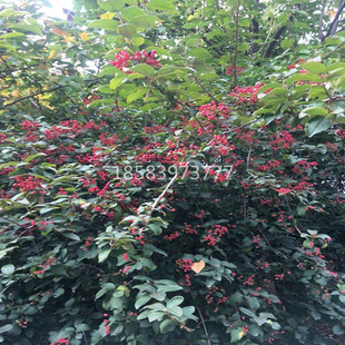 火棘小苗 火棘苗庭院花卉围墙篱笆绿化树苗 带刺植物火棘球火棘果