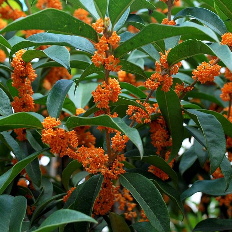 庭院绿植树苗芳香观花植物八月桂花嫁接桂花红花丹桂状元红桂花苗