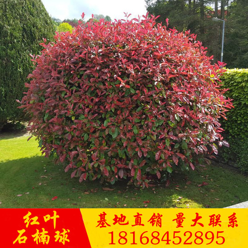 红叶石楠球球形树苗庭院别墅绿化苗木四季常青植物南北方栽种耐寒