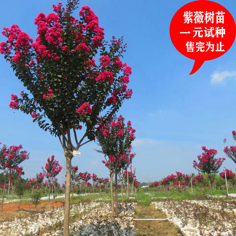 美国速生红火箭紫薇花树苗红火球