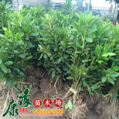 杜鹃苗木 四季常青树苗庭院绿化苗木杜鹃 毛娟 花木庭院绿植花卉